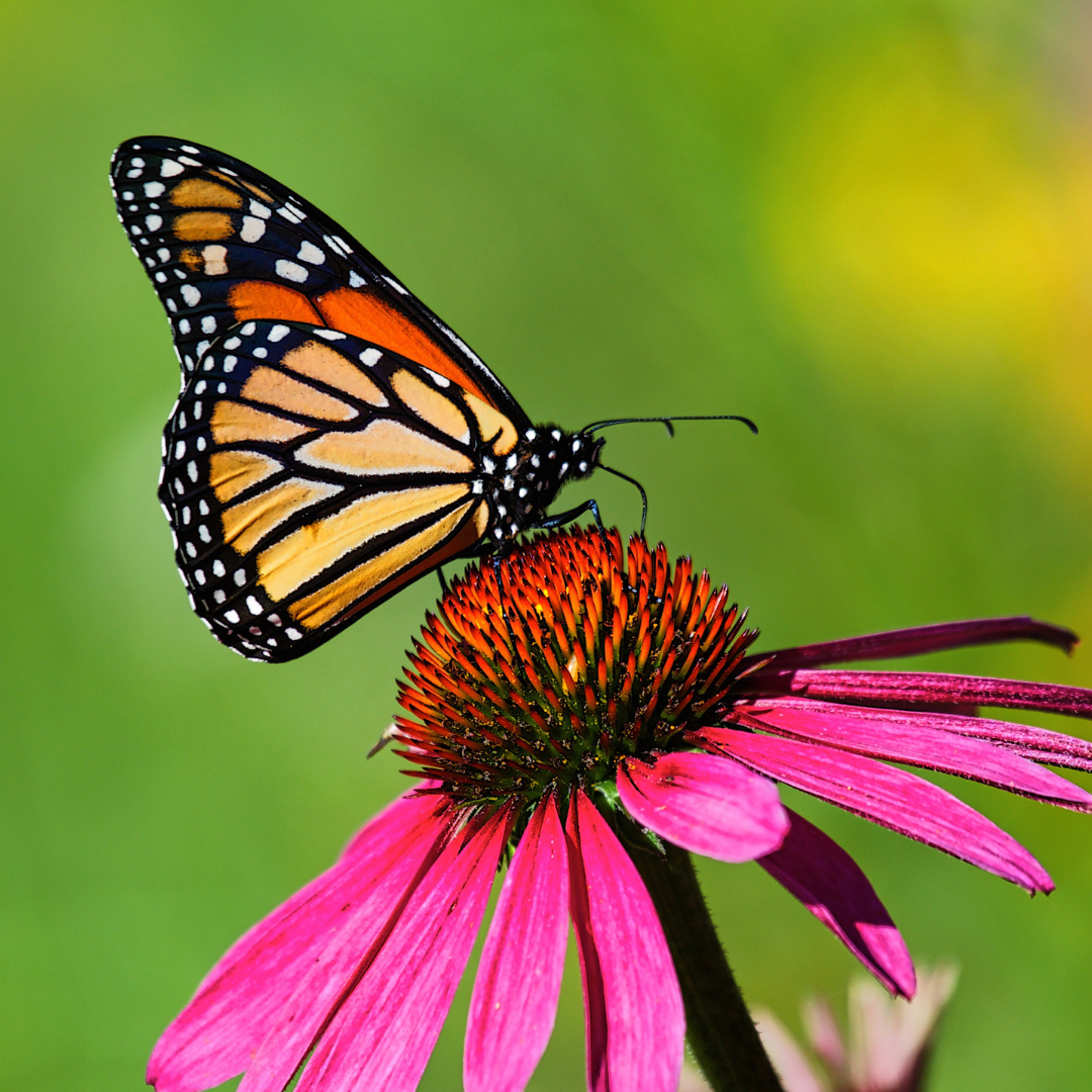 Monarch Butterfly